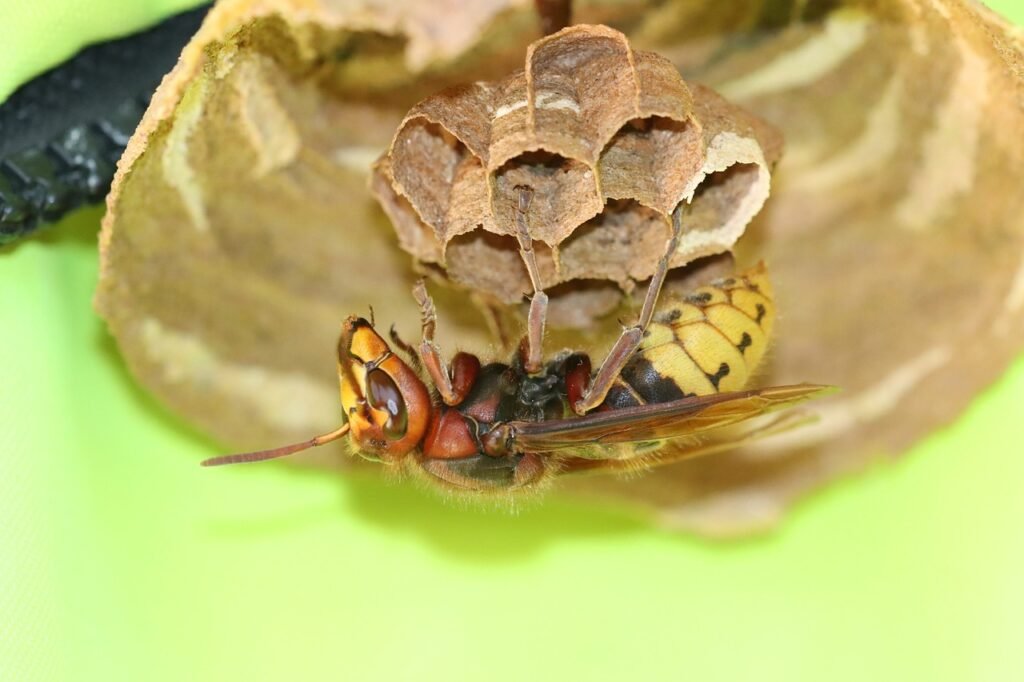 wasp, hornet, insect