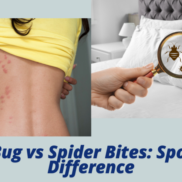 Bed Bug vs Spider Bites: Spot the Difference