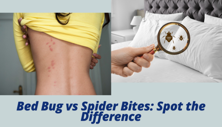 Bed Bug vs Spider Bites