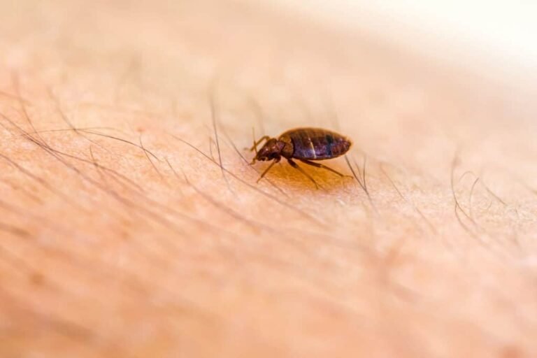 early signs of bed bugs