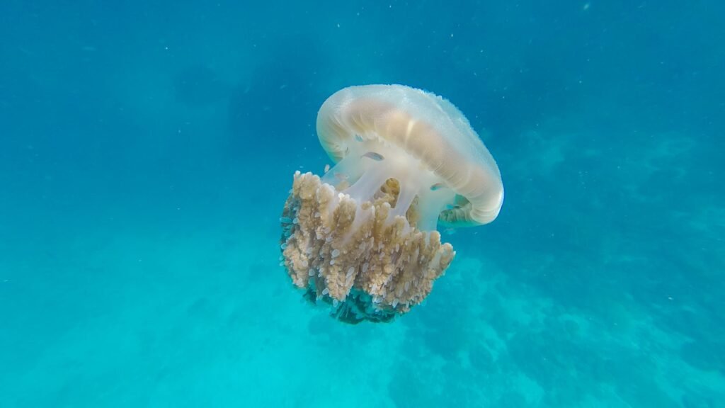 How to Neutralize a Jellyfish Sting A vibrant underwater photo capturing a glowing white jellyfish in its natural ocean habitat.
