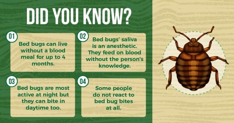 Understanding Bed Bugs: Health Risks, Myths, and Treatment Options