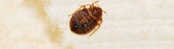 Dead Bed Bug Skin