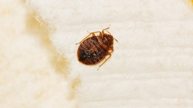 Dead Bed Bug Skin