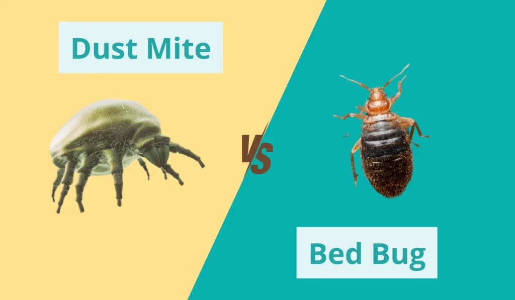 Dust Mites vs. Bed Bugs: Bites, Treatments, and Prevention Dust Mite Vs Bed Bug.1.2406270207354 1024x597