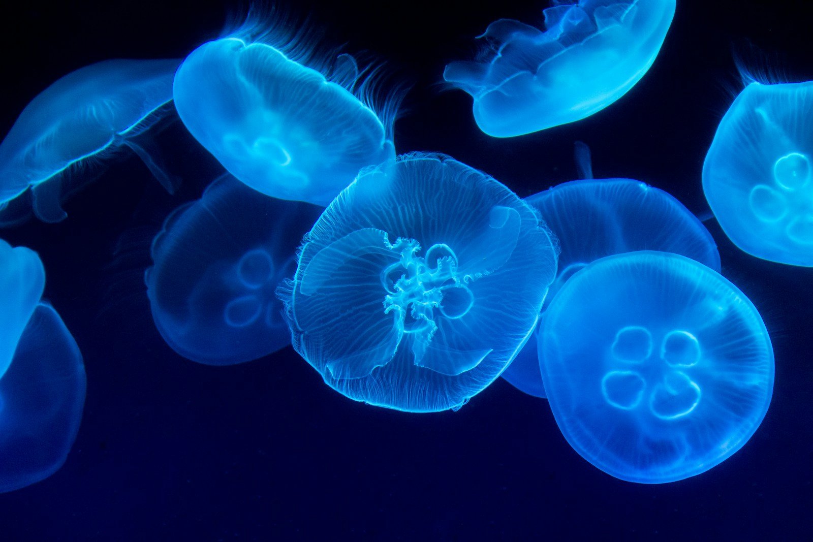 How to Neutralize a Jellyfish Sting
