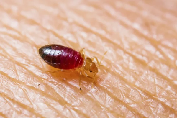 Are Bed Bug Bites Dangerous? Risks, Symptoms & Treatment Explained Are Bed Bug Bites Dangerous