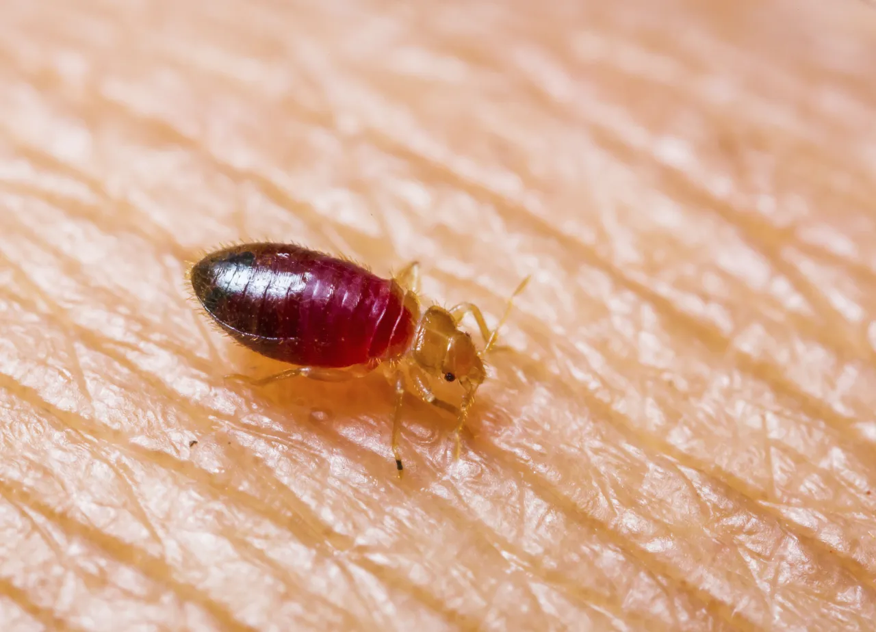 Are Bed Bug Bites Dangerous