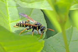 Best Pain Relievers for Wasp Stings: Effective Treatments That Work Best Pain Relievers for Wasp Stings