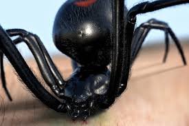 Black Widow Bite Treatment: What to Do Immediately After Getting Bitten Black Widow Bite Treatment