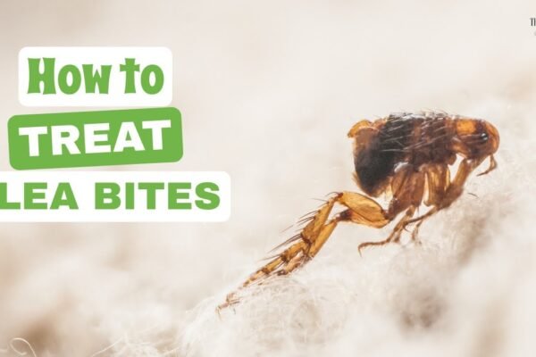 Effective Flea Bite Treatment at Home