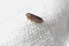 Fleas in Home: How to Get Rid Them Quickly and Safely Fleas in Home