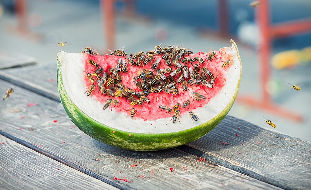 Foods to Avoid After a Sting