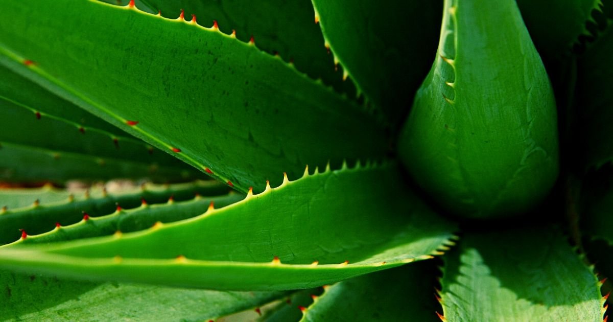 Herbal Teas for Insect Bite Relief