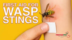 Homeopathic Remedies for Wasp Sting: Natural Relief & Healing Homeopathic Remedies for Wasp Sting