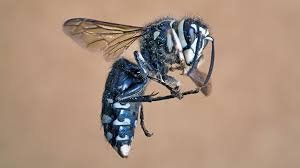 How to Neutralize Wasp Venom