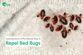 How to Prevent Bed Bug Bites