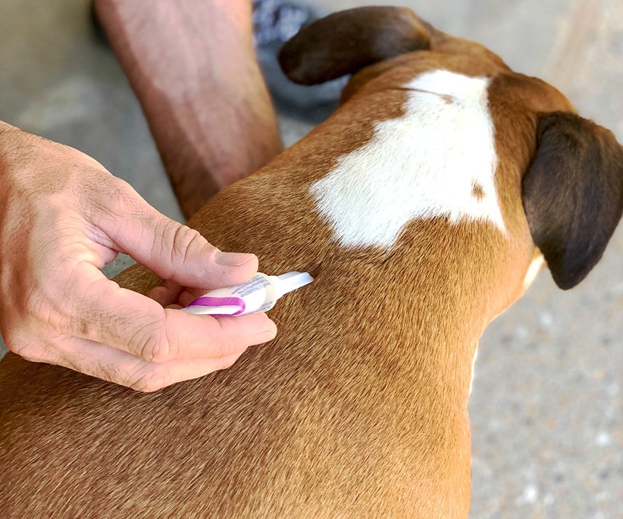 How to Protect Pets from Ticks and Fleas