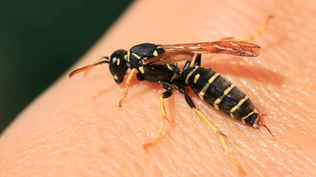 How to Sleep After a Wasp Sting
