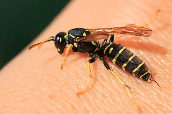 How to Sleep After a Wasp Sting: Tips for Comfort and Relief How to Sleep After a Wasp Sting