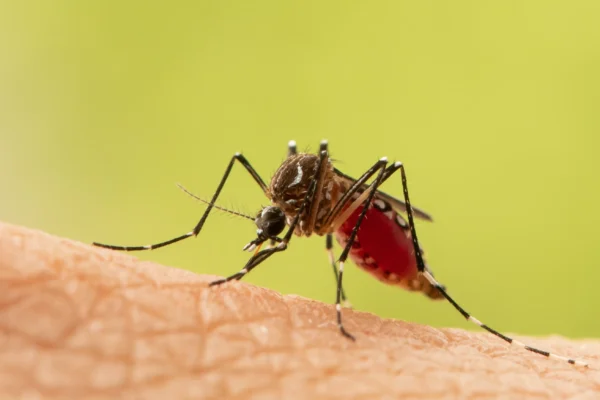 How to Stop Mosquito Bite Itch Fast