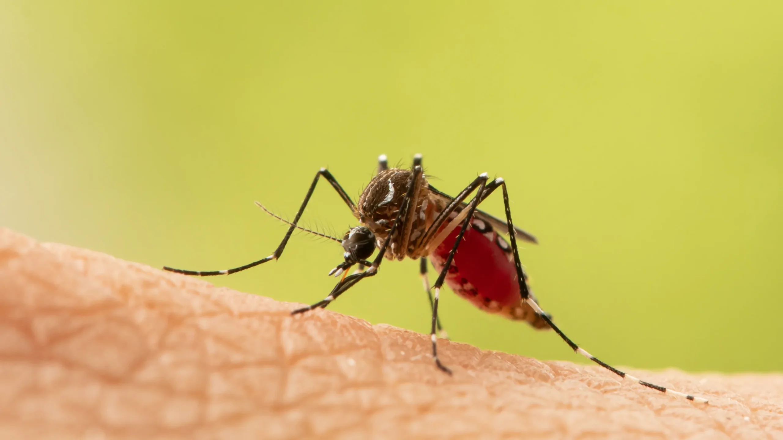 How to Stop Mosquito Bite Itch Fast