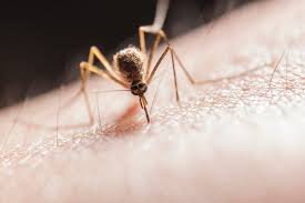 Mosquito Bite Prevention Tips: Stay Protected Indoors and Outdoors Mosquito Bite Prevention Tips