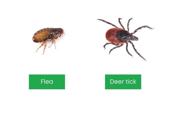 Tick Bite vs Flea Bite
