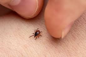 What Happens If a Tick Head Is Left in Skin? Tick Head Is Left in Skin