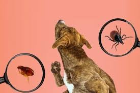 Tick and Flea Prevention Tips: Protecting Your Home and Family Tick and Flea Prevention Tips
