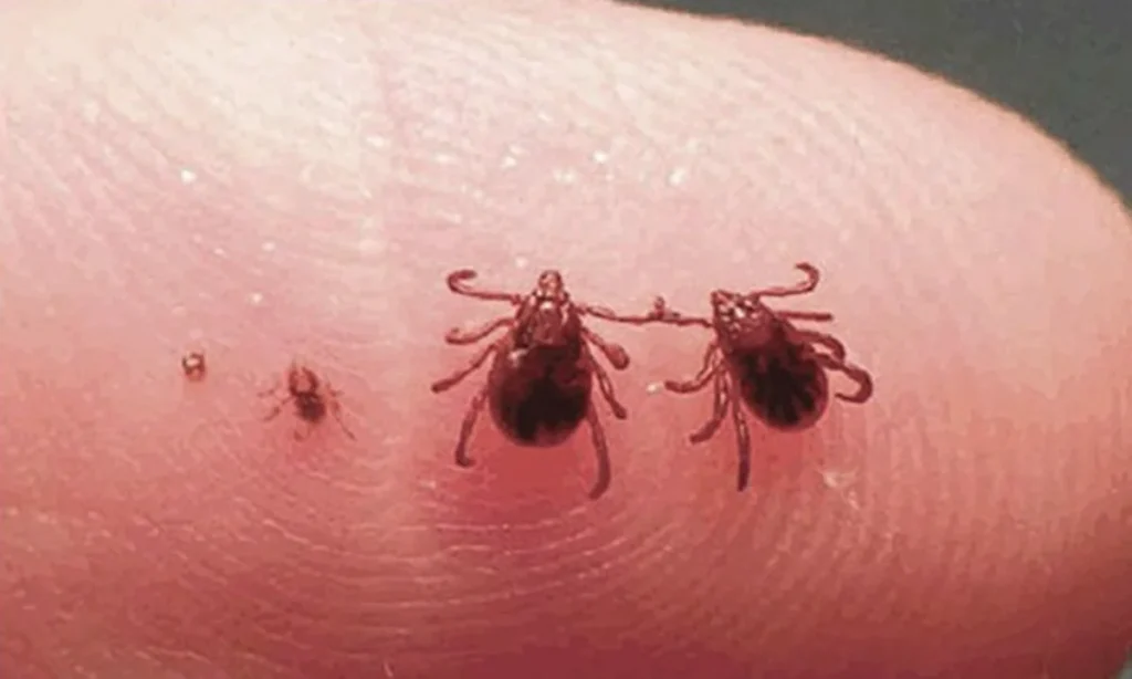 Ticks in Dogs and Human Transfer