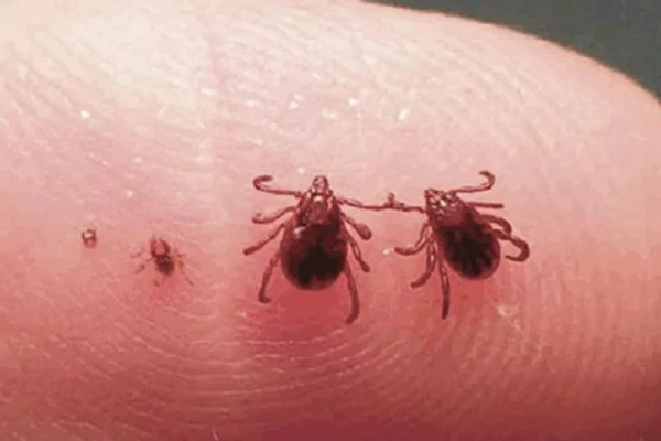 Ticks in Dogs and Human Transfer