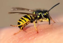 Wasp Sting Relief Fast