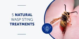 Wasp Sting Treatment at Home