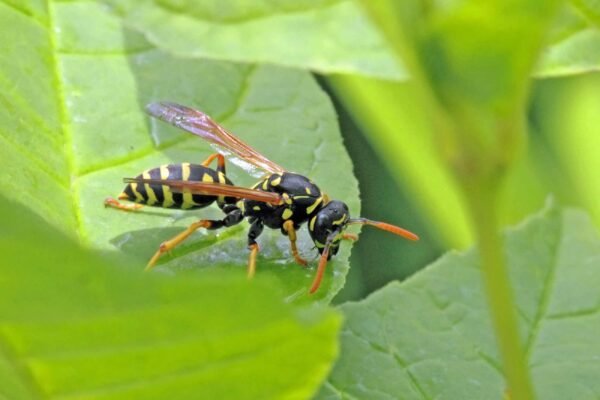 Wasp Sting and Breathing Issues