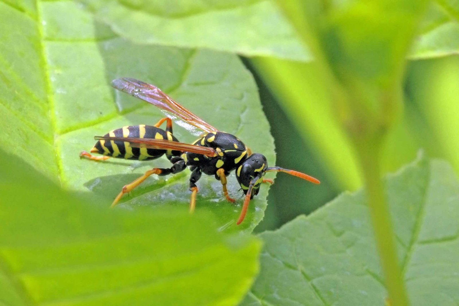 Wasp Sting and Breathing Issues