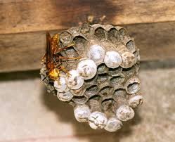 Wasp Sting and Fever