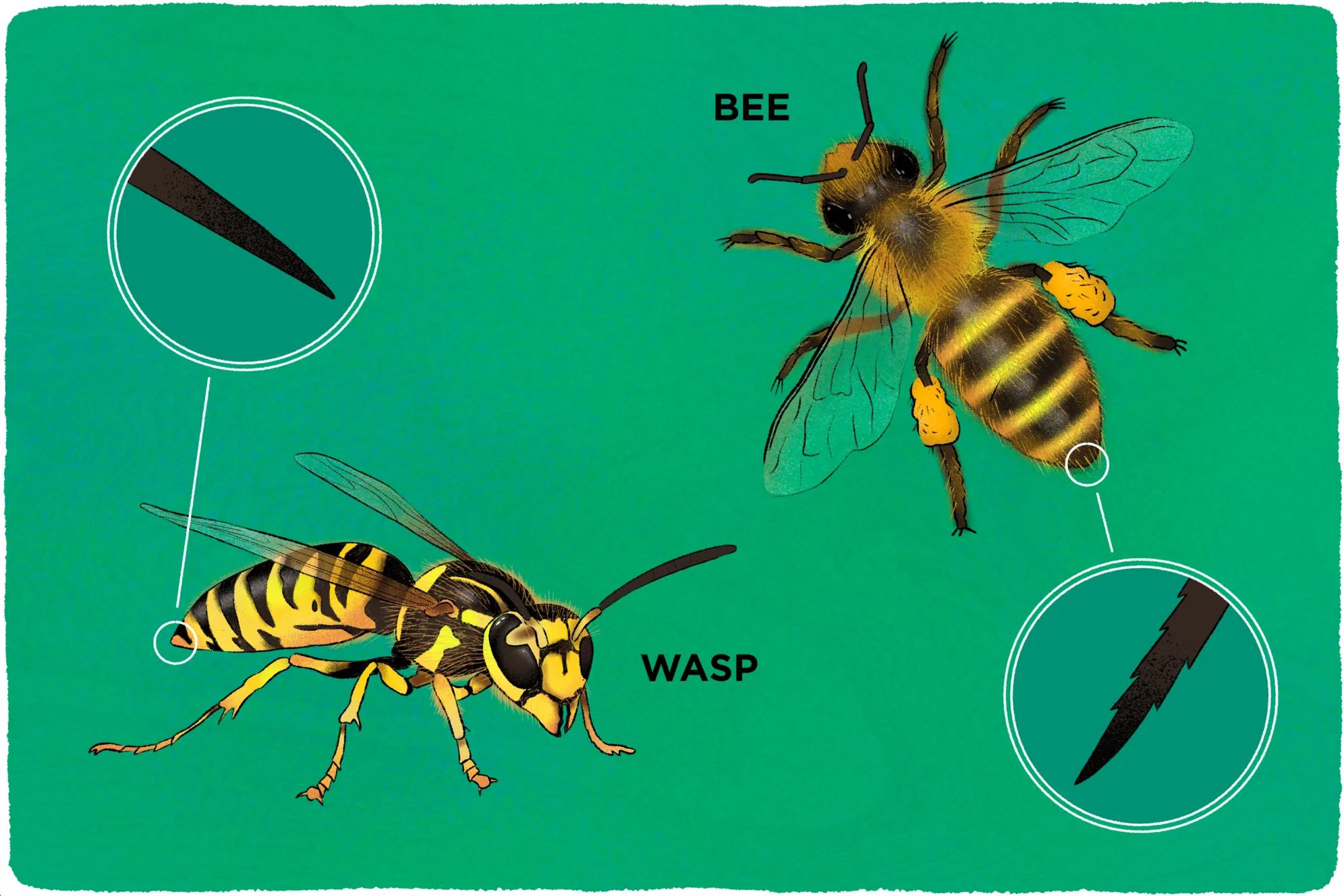 wasp sting vs bee sting