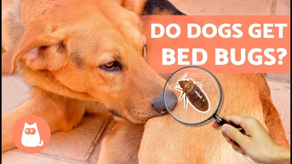 How Long Does It Take to Get Rid of Bedbugs? Expert Guide bedbugs bite dogs