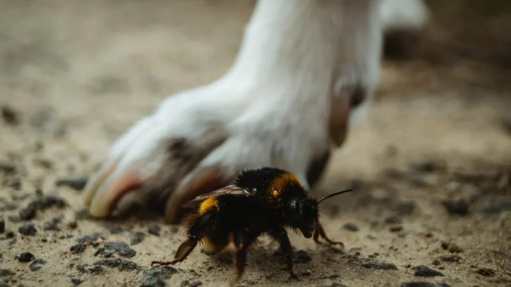 Bee Sting on Dog Paw Treatment: How to Relieve Pain, Swelling & Prevent Infection bee sting on dog paw treatment