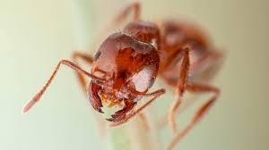 Home Remedies for Fire Ant Stings: Natural Ways to Soothe Pain and Itching Fast Home Remedies for Fire Ant Stings