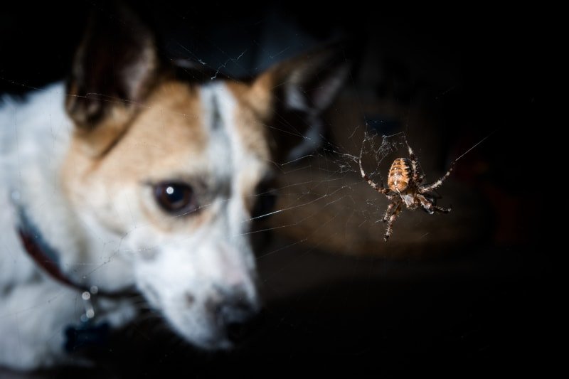 Brown Recluse Spider Bite on Dog