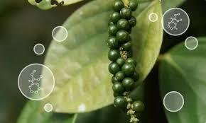 DEET vs Picaridin: Which Insect Repellent Works Best for You? DEET vs Picaridin