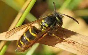 Do Wasps Die After They Sting