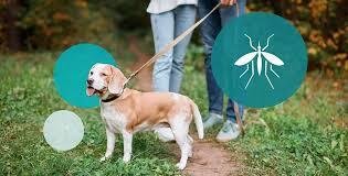 Do Mosquitoes Bite Dogs