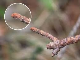 Does Nail Polish on Chigger Bites Work? Myths, Facts, and Safer Remedies Does Nail Polish on Chigger Bites Work