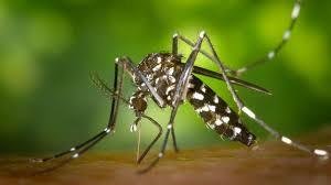 Does Vitamin B1 Stop Mosquito Bites? The Truth Behind This Natural Remedy Does Vitamin B1 Stop Mosquito Bites