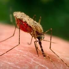 Does Vitamin B1 Stop Mosquito Bites