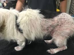 Dog Skin Infection from Fleas