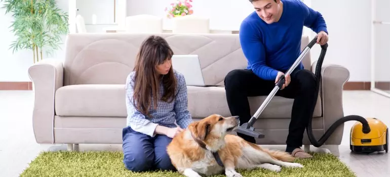 Effective Flea Control in Carpet